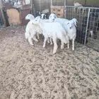 6 روس حريات طيبات ظهر وشعره وطراف