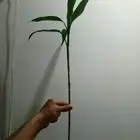 نبات البامبو التايلندي الطبيعي مجذّر