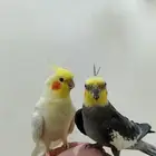 زوج كروان أليف وتغني