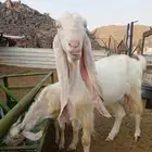 عنز حجازية