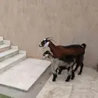 عنز مشروكه معها تيس