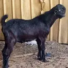 تيس شامي ادهم ماشاء الله تبارك