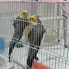 ثلاثه كروانات ب 350 فقط