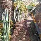 لبيع وشراء جميع انواع. النخيل فروخ وجثايث عربي وواشنطني
