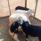 رخال نجد وحري