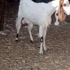 عنز مشروكه حليب