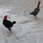 ديك دجاجه قزم على الشرط
