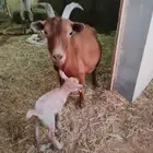 عنز قزمي