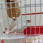 زوج جاوا البينو منتج