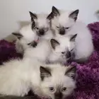 قطط قطه هملايا للبيع