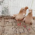 للبيع حمام صنعاني