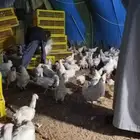 دجاج ابو طربوش عرض خاص لفتره محدوره