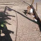 تيس وجفره وطلي