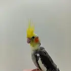 كروان أليف جدا