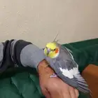 القمريه شارع العام أمام العربيه للعود