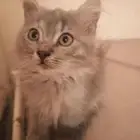 السلام عليكم