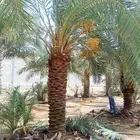 نخل للبيع مكه جده الطايف نخل واشنطن توصيل جميع مناطق المملكة