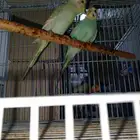 طيور بادجي رينبو