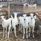 أعراض لكم تيوس بلدي بضاعة فاخر طيبة