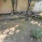 وز عراقي ودجاج بلدي بياض