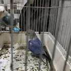 طيور روز و كنيور