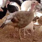 صوص رومي