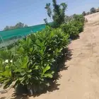 Wholesale agricultural products in the Kingdom Contact numbe