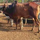 أعراض لكم بقاير جاموس وبلدي وفحل بلدي