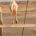 لقحه بكر سنها ثنيه