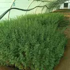 تنزيل العرض من ريال ونص الي ريال قرض أفريقي 100