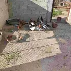 (دجاج عربي ترثه) و (دجاج باكستاني سندي)