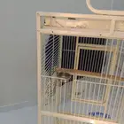 قفص كاسكو في فتحه بياضه