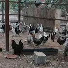 دجاج هجين براهما سوبر جامبو