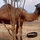 جمل للبيع علي جميع الشروط