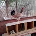 ديك عربي اصيل و دجاج عربيه اصيل ماشاء الله تبارك الله