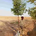جميع انواع الاشجار سدر بري بلدي صيني طلح زيتون لوزهندي اكسيا