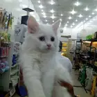 قطط للتبنى