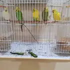بيع عشة طيور الحب