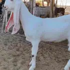 جفره مطوره خصم ( تم البيع )