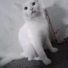 السعر ب250 وقابله للتفاوض بسه للبيع