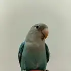 روز أليف وهدد
