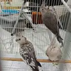 كروانات