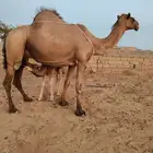 نياق سحل