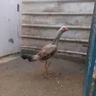 دجاجه شامو كريمي جاهزه للبيض و تحضين