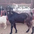 تيس شامي صنف فاخر
