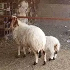 نعجه رباع حدرها توم خروف ورخل