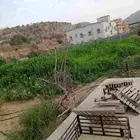 علف ذره راوي وطيب ارتفاعه مترين