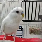 بادجي البينو بسعر رخيص