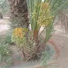 نحن نقوم بانشاء المزارع الكبيره والصغيره بكل ما تحتاجه