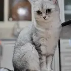 قطة اسكوتش مع هملايا